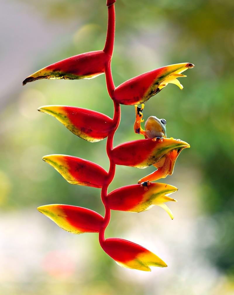 Hanging Plant Arrangements